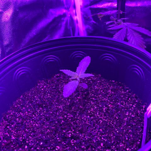 Moby dick #2 growlog timeline photo