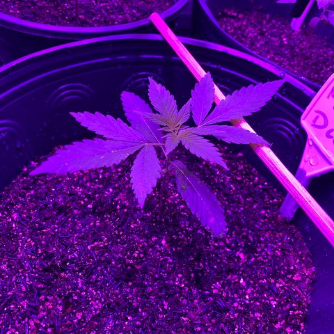 Moby dick #2 growlog timeline photo
