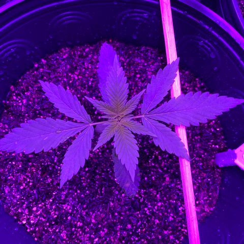 Moby dick #2 growlog timeline photo