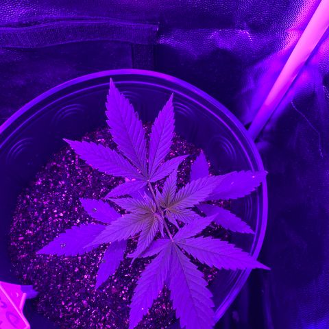 Moby dick #2 growlog timeline photo