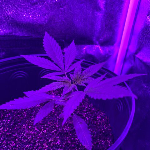 Moby dick #2 growlog timeline photo