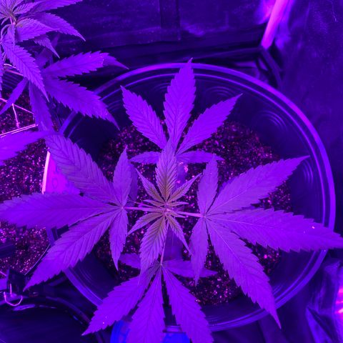 Moby dick #2 growlog timeline photo