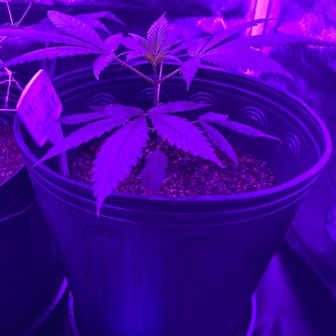 Moby dick #2 growlog timeline photo