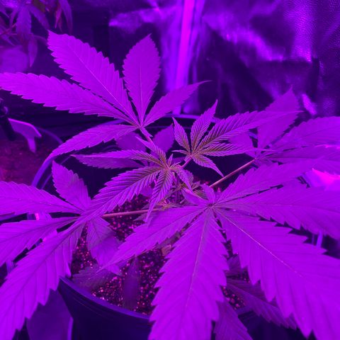 Moby dick #2 growlog timeline photo