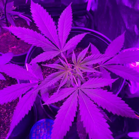 Moby dick #2 growlog timeline photo