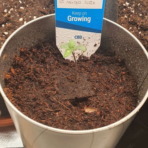 Gocciola growlog timeline photo