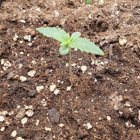 Gocciola growlog timeline photo