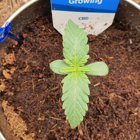 Gocciola growlog timeline photo
