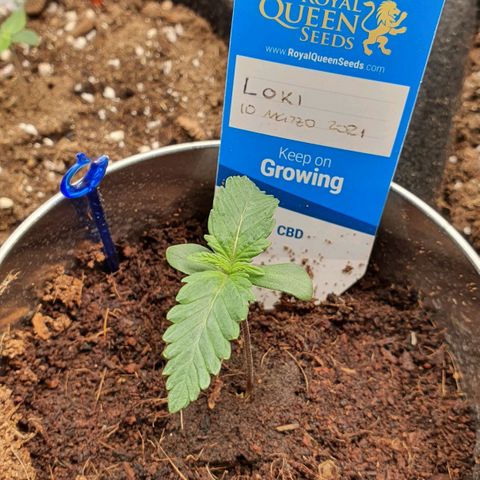 Gocciola growlog timeline photo