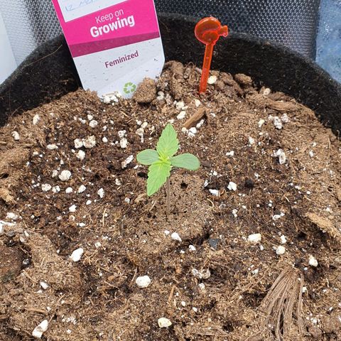 Gocciola growlog timeline photo