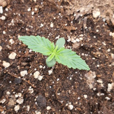 Gocciola growlog timeline photo