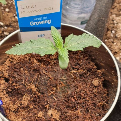 Gocciola growlog timeline photo