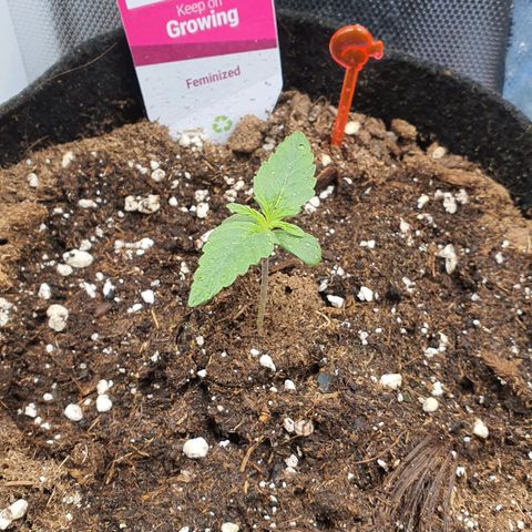 Gocciola growlog timeline photo