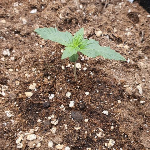 Gocciola growlog timeline photo