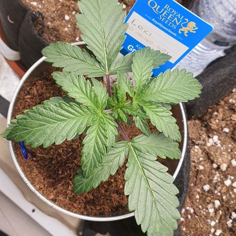 Gocciola growlog timeline photo