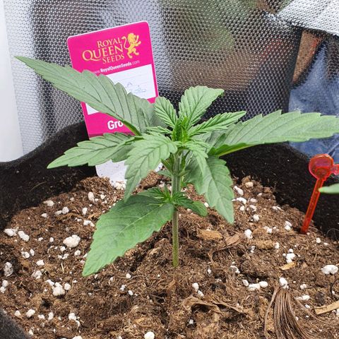 Gocciola growlog timeline photo