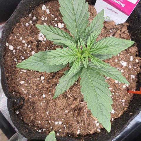 Gocciola growlog timeline photo