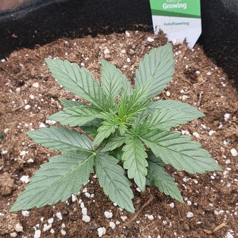 Gocciola growlog timeline photo