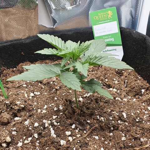 Gocciola growlog timeline photo