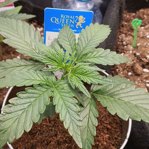 Gocciola growlog timeline photo