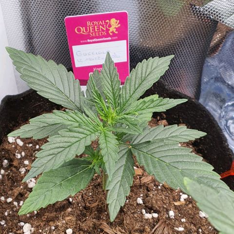 Gocciola growlog timeline photo