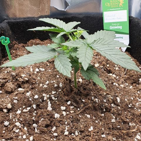 Gocciola growlog timeline photo
