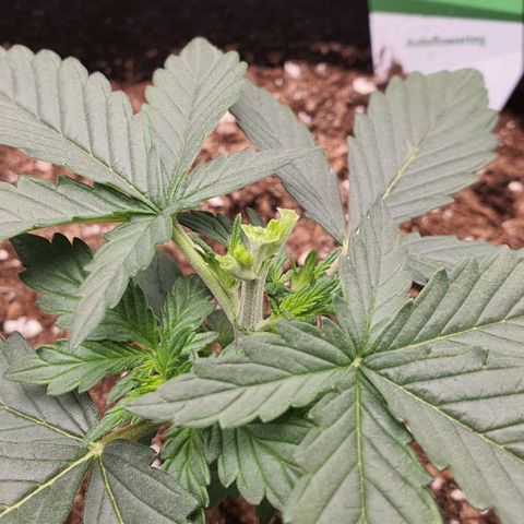 Gocciola growlog timeline photo