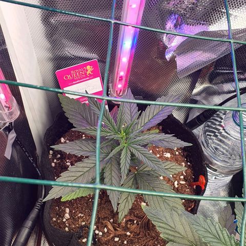 Gocciola growlog timeline photo
