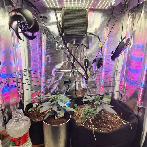 Gocciola growlog timeline photo