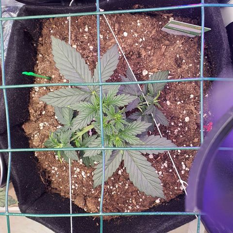 Gocciola growlog timeline photo
