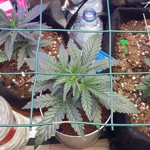 Gocciola growlog timeline photo