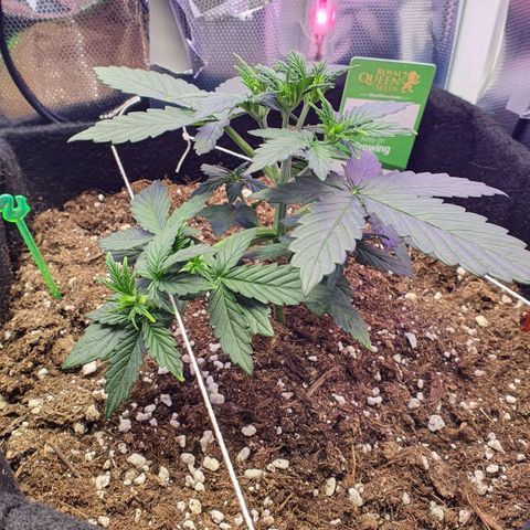 Gocciola growlog timeline photo
