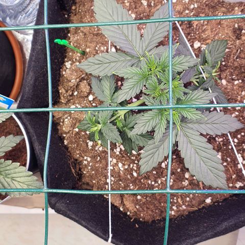 Gocciola growlog timeline photo
