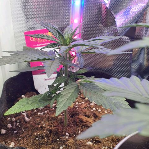 Gocciola growlog timeline photo