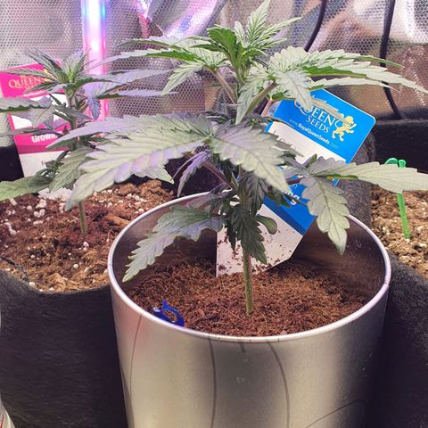 Gocciola growlog timeline photo