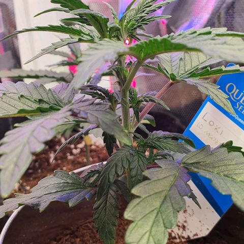 Gocciola growlog timeline photo