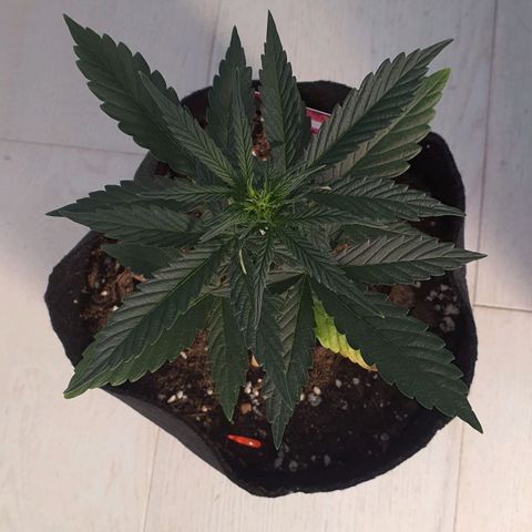 Gocciola growlog timeline photo