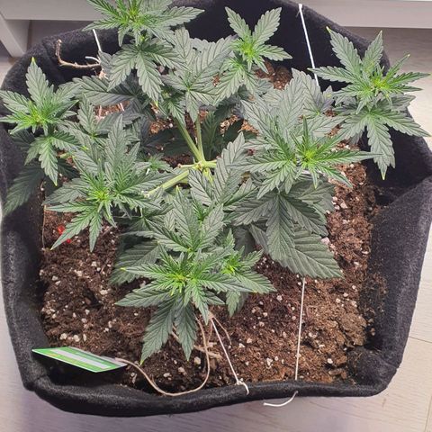 Gocciola growlog timeline photo