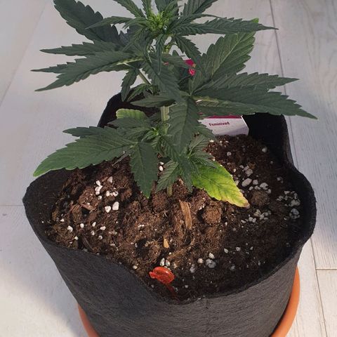 Gocciola growlog timeline photo