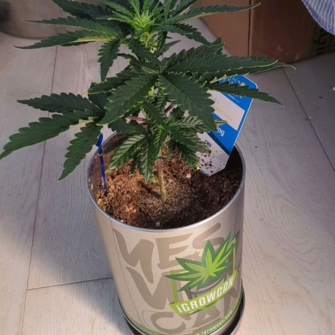 Gocciola growlog timeline photo