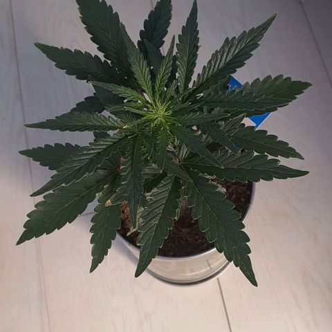 Gocciola growlog timeline photo