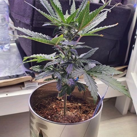 Gocciola growlog timeline photo