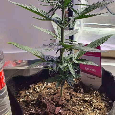 Gocciola growlog timeline photo