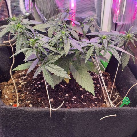 Gocciola growlog timeline photo