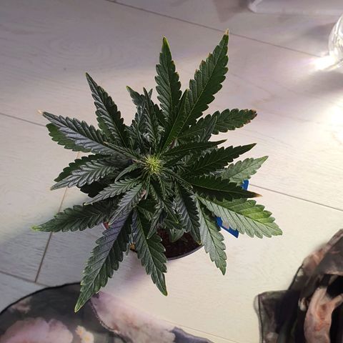 Gocciola growlog timeline photo