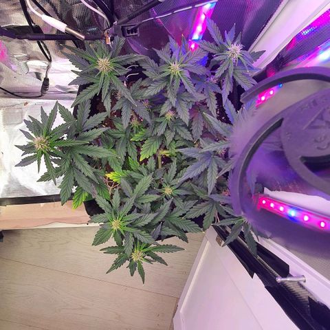 Gocciola growlog timeline photo