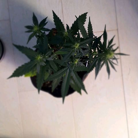 Gocciola growlog timeline photo