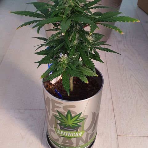 Gocciola growlog timeline photo