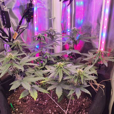 Gocciola growlog timeline photo