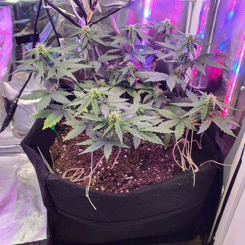 Gocciola growlog timeline photo